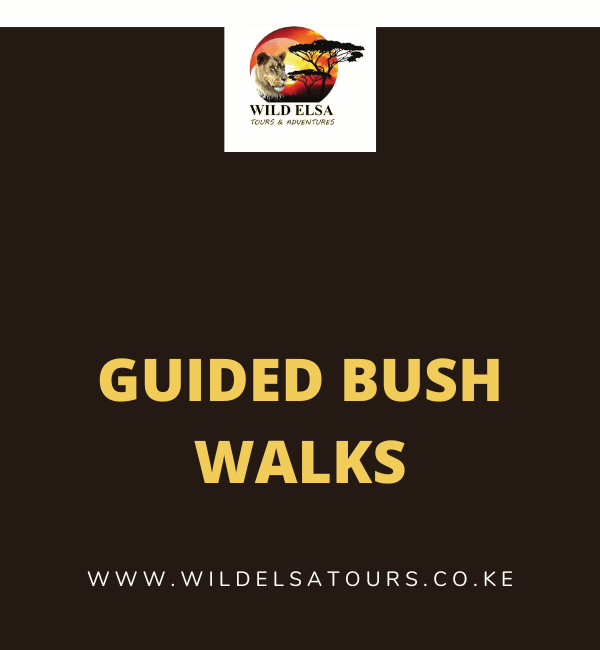 Guided Bush Walks