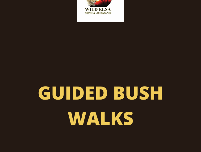 Guided Bush Walks